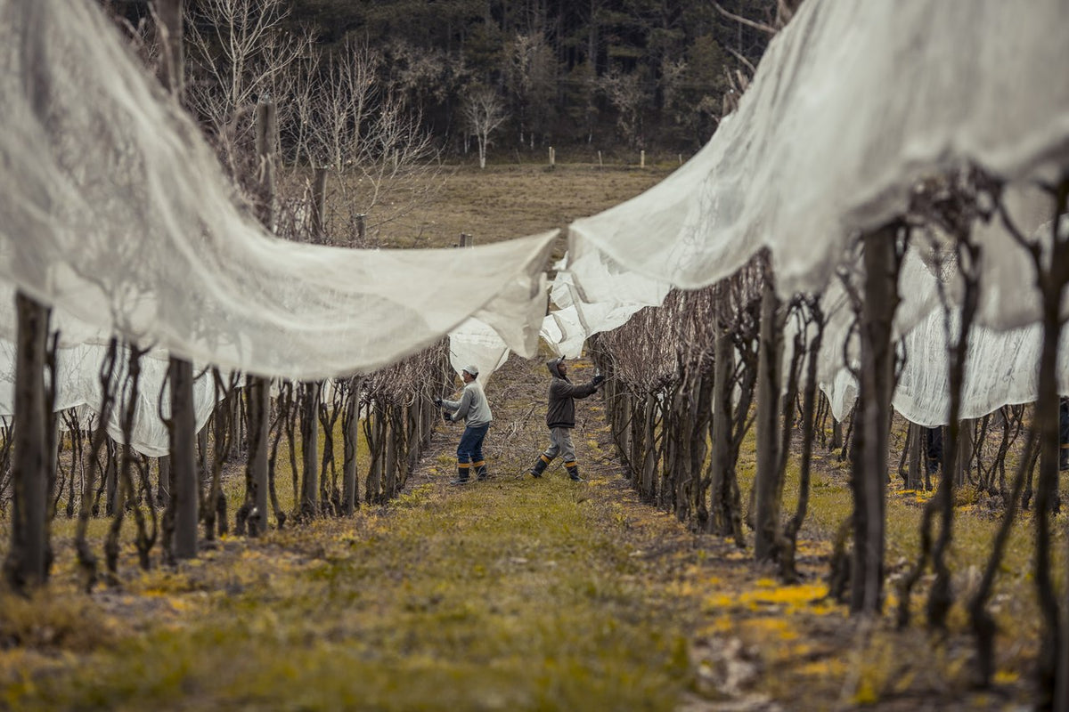 O que são vinhas velhas e quais as vantagens de comprar um vinho com essa característica