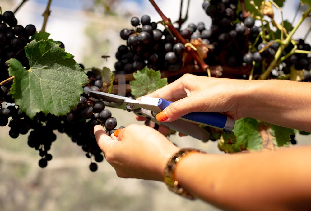 As novas atrações da Vinícola Thera para celebrar a vindima