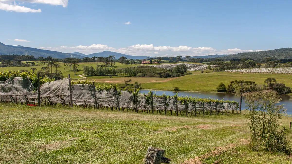 a imagem mostra uma das paisagens da Vinícola Thera